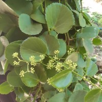 Cissus rotundifolia Vahl